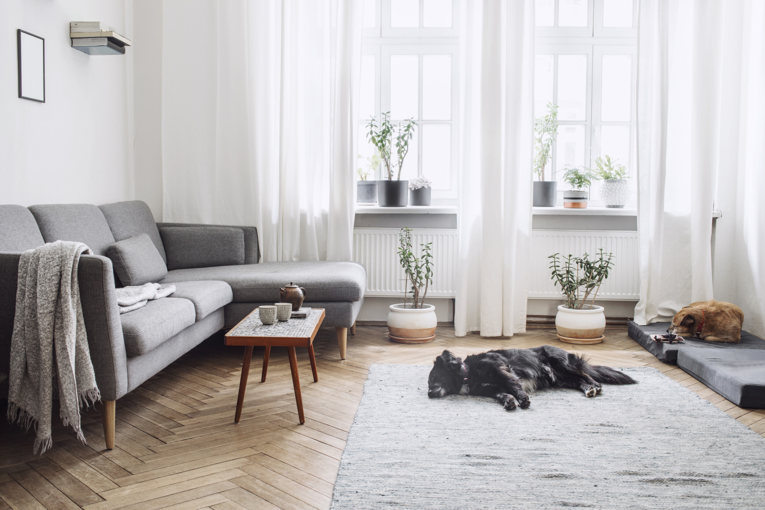 modern living room with carpet