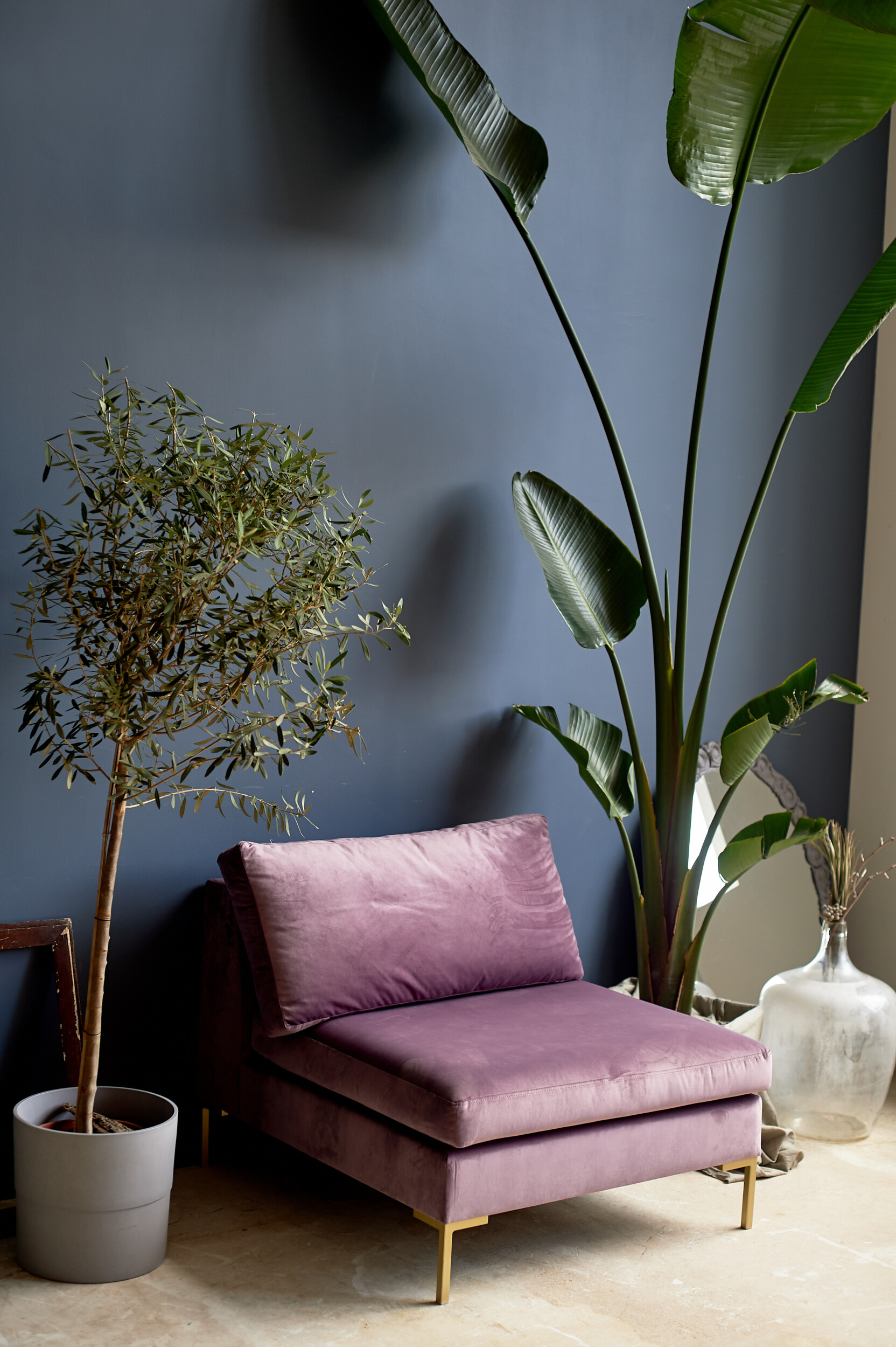 Large plants with purple chair against a dark blue wall